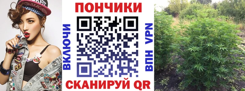 Купить где  Алзамай  Бошки марихуана ГИДРОПОН 